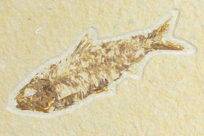 Bargain, Fossil Fish (Knightia) - Wyoming #136764